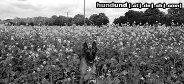 Malinois Hunde Foto 45023 Malinois Kerou Bellyeu