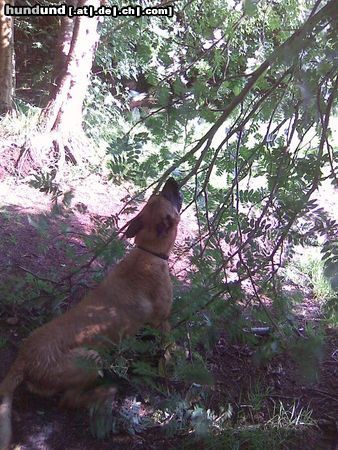 Malinois Hunde Foto 44331 Malinois Kerou liebt es Bäume zu ärgern, auf sie zu klettern usw