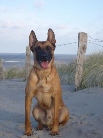Malinois Hunde Foto 41749 Malinois Kerou