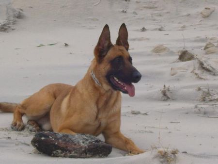 Malinois Hunde Foto 41757 Malinois Kerou