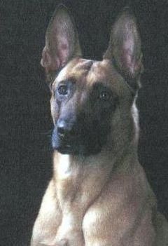 Malinois Hunde Foto 41753 Malinois Kerou