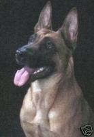 Malinois Hunde Foto 41752 Malinois Kerou