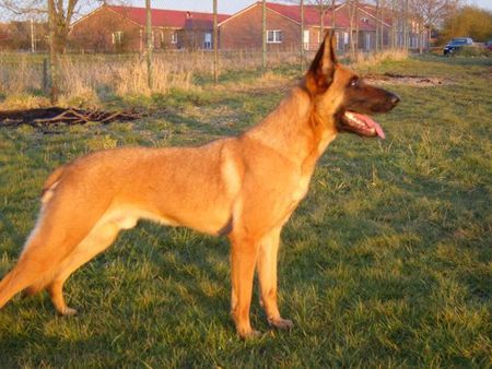 Malinois Hunde Foto 41755 Malinois Kerou
