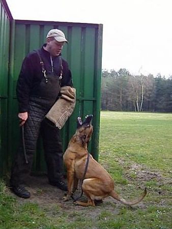 Malinois Hunde Foto 41754 Malinois Kerou