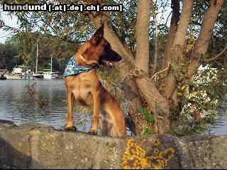 Malinois Hunde Foto 44973 in höherer Auflösung ansehen Malinois Kerou ( Bellyeu)