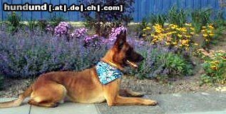 Malinois Hunde Foto 44970 in höherer Auflösung ansehen Malinois Kerou ( Bellyeu)