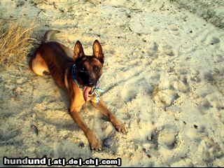 Malinois Hunde Foto 44978 in höherer Auflösung ansehen Malinois Kerou ( Bellyeu)