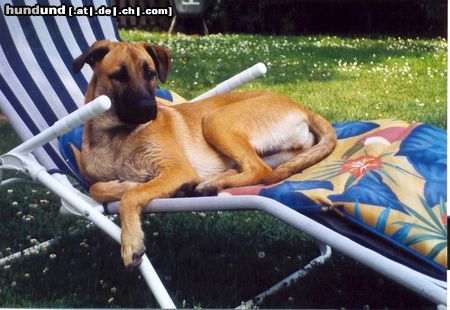 Malinois Hunde Foto 24629 Malinois Prinzessin