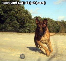 Malinois Hunde Foto 45005 in höherer Auflösung ansehen Malinois Kerou ( Bellyeu)