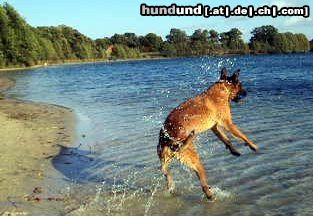 Malinois Hunde Foto 45006 in höherer Auflösung ansehen Malinois Kerou ( Bellyeu)