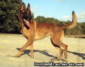 Malinois Hunde Foto 45010 in höherer Auflösung ansehen Malinois Kerou ( Bellyeu)