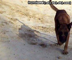 Malinois Hunde Foto 45008 in höherer Auflösung ansehen Malinois Kerou ( Bellyeu)