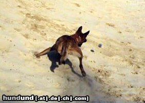 Malinois Hunde Foto 45007 in höherer Auflösung ansehen Malinois Kerou ( Bellyeu)