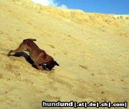 Malinois Hunde Foto 45009 in höherer Auflösung ansehen Malinois Kerou ( Bellyeu)