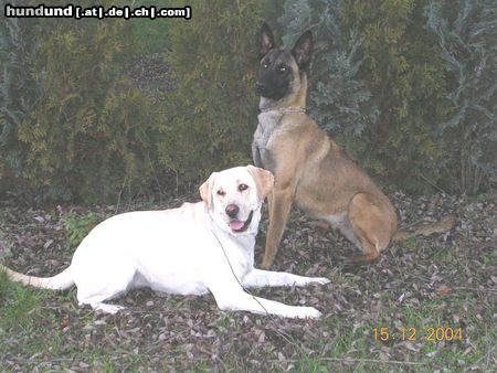 Malinois Hunde Foto 20633 in höherer Auflösung ansehen Malinois Hera mit Lapradorfreundin Emma