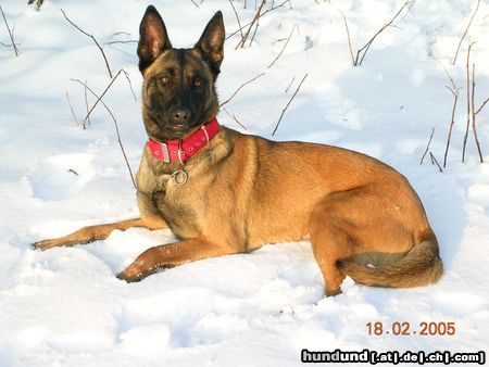 Malinois Hunde Foto 20634 in höherer Auflösung ansehen Malinois Hera