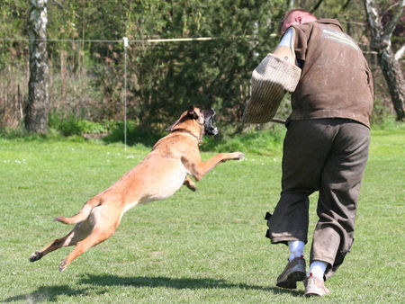 Malinois Hunde Foto 43084 in höherer Auflösung ansehen Malinois Enya als Welpe