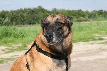 Malinois Hunde Foto 42905 in höherer Auflösung ansehen Malinois
