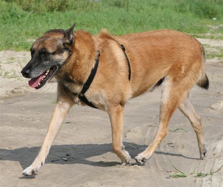 Malinois Hunde Foto 42906 in höherer Auflösung ansehen Malinois