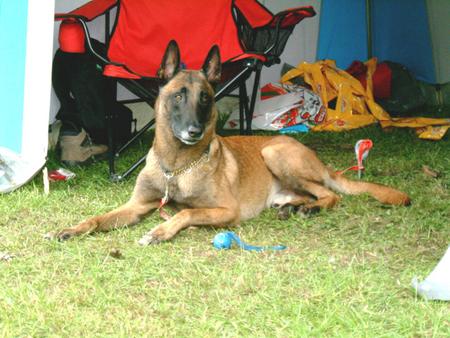 Malinois Hunde Foto 816 Malinois aufgenommen beim 1. European Agility Open 2002 in Graz