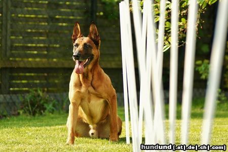 Malinois Hunde Foto 46577 in höherer Auflösung ansehen Malinois Kerou (Bellyeu)