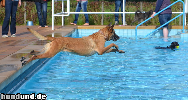 Malinois Malinois im Freibad Ibbenbühren - Sprung in das Wasser