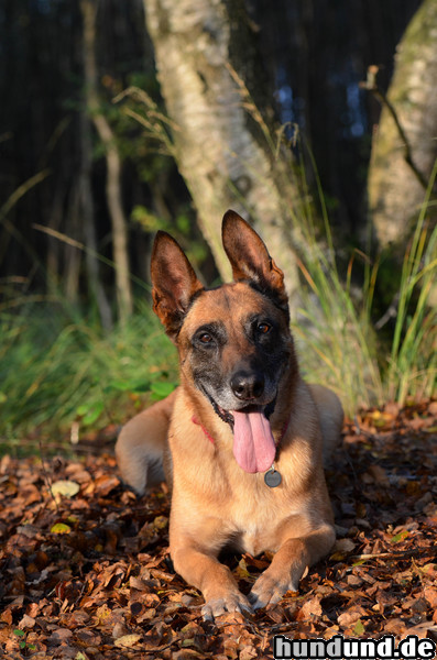 Malinois Malinois früh morgens bei Sonnenaufgang