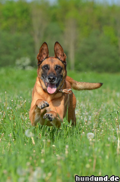 Malinois Malinois Kerou in der Blumenwiese