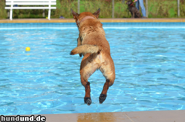 Malinois Malinois im Freibad Ibbenbühren - Sprung in das Schwimmbad