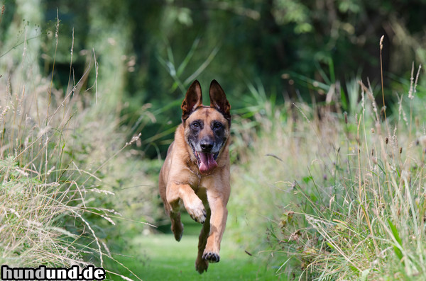 Malinois Malinois Kerou