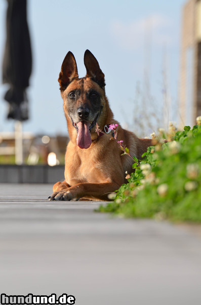 Malinois Alter Malinois sonnt sich 