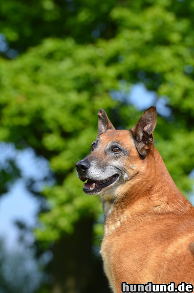 Malinois Alter Malinois, Portrait, 