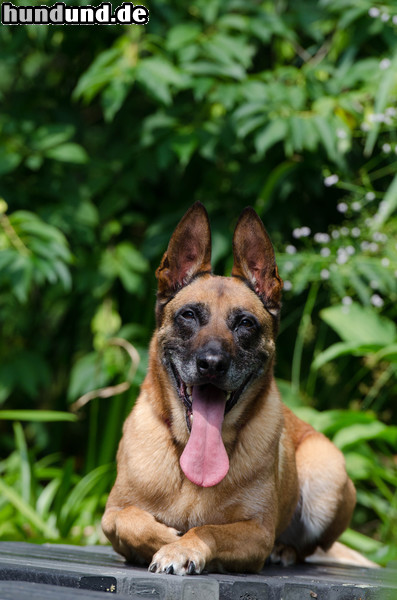 Malinois Malinois Kerou sonnt sich im Wassergarten auf dem Steg.