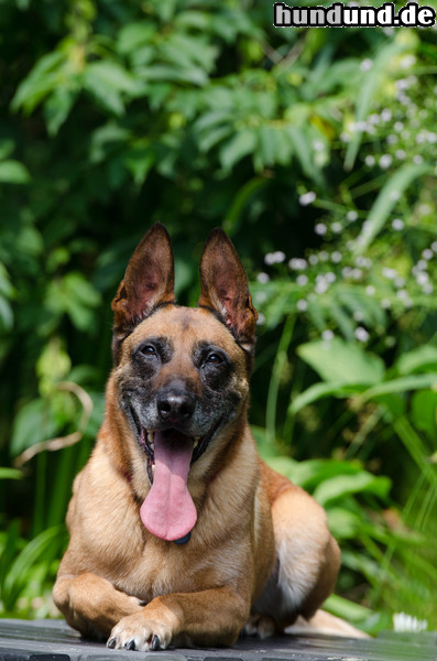 Malinois Malinois Kerou sonnt sich im Wassergarten auf dem Steg.