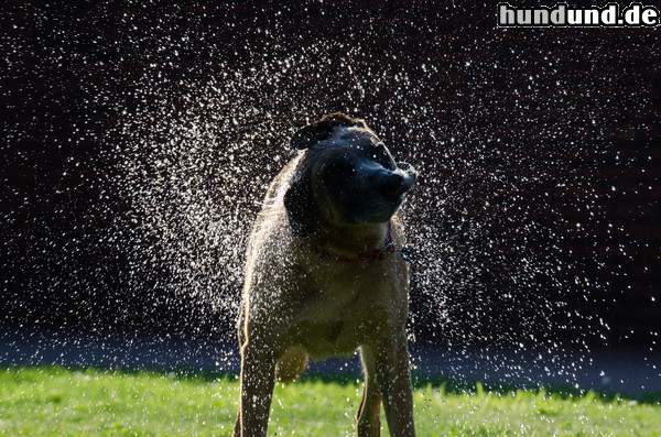 Malinois Malinois Kerou- Schüttelfoto