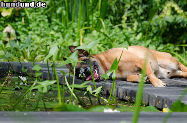 Malinois Malinois Kerou sonnt sich im Wassergarten auf dem Steg.