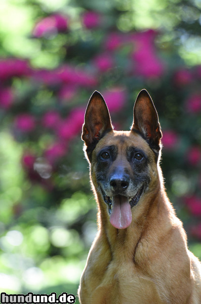 Malinois Malinois Kerou Portrait, 