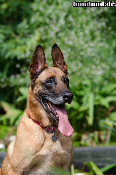 Malinois Hunde Foto 47147 Malinois Belgischer Schäferhund- Malinois