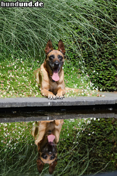 Malinois Malinois Kerou sonnt sich im Wassergarten.