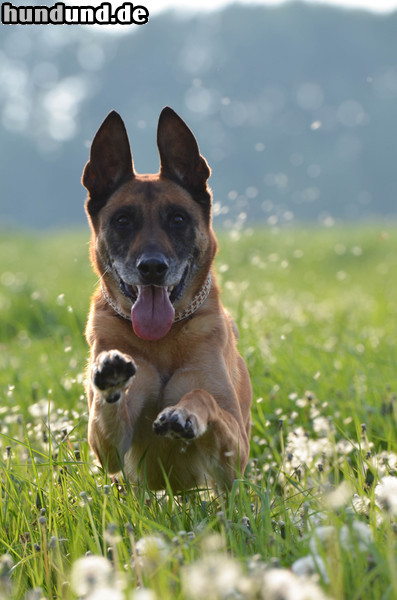 Malinois Malinois Kerou in der Blumenwiese 