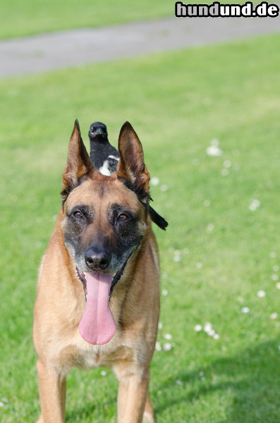 Malinois Malinois steht zu seinem Vogel