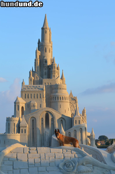 Malinois Malinois auf einer selbstgebauten Sandburg 