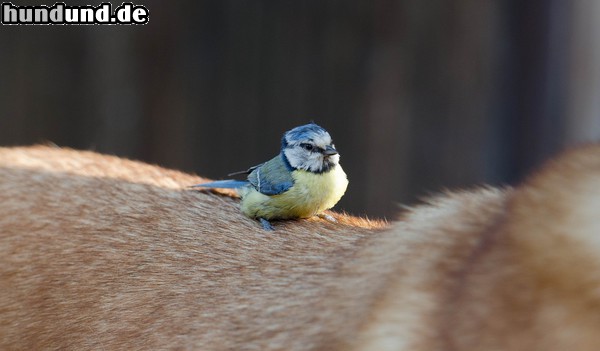 Malinois Malinois steht zu seinem Vogel