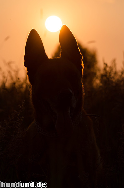 Malinois Malinois Kerou