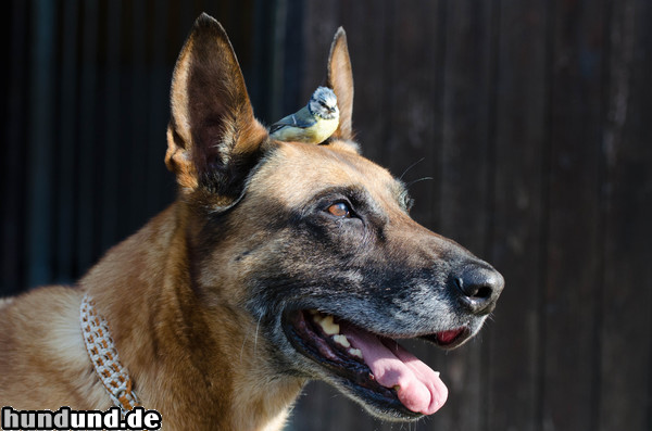 Malinois Malinois steht zu seiner Meise 