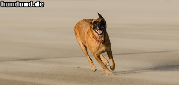 Malinois Malinois Kerou am Strand