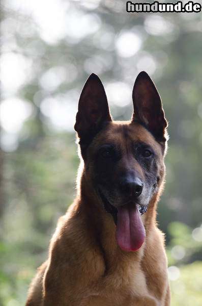 Malinois Malinois Gegenlichtaufnahme 