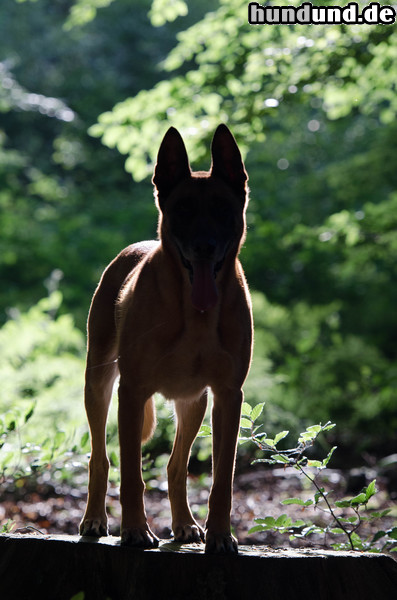 Malinois Malinois früh morgens bei Sonnenaufgang