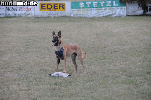 Malinois Balu beim Schutztraining