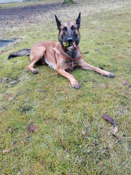 Malinois Hunde Foto 47769 Malinois Malinoishündin nach dem Training mit Ball im Fang